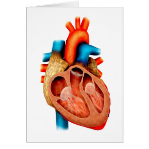 Anatomie de coeur humain, en coupe