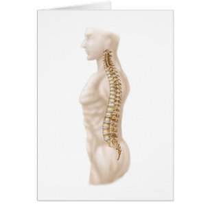 Anatomie De Colonne Vertébrale Humaine, Latérale G