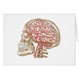 Anatomie de crâne, de globe oculaire et d'artère