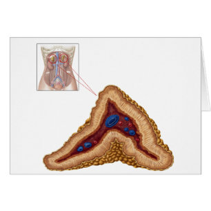 Anatomie De Glande Surrénale, Section Transverse