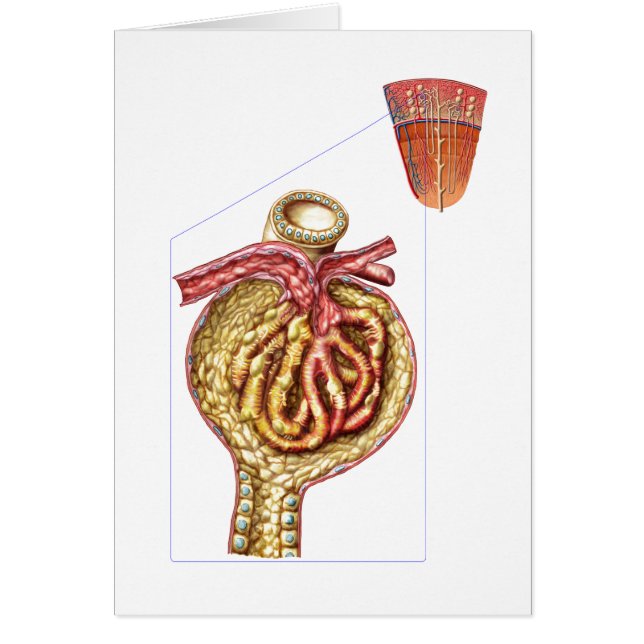 Anatomie De La Capsule Glomérulaire De Bowman (Devant)