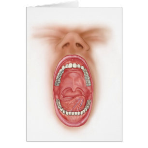Anatomie De La Cavité De La Bouche Humaine