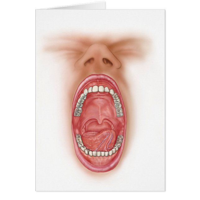 Anatomie De La Cavité De La Bouche Humaine (Devant)
