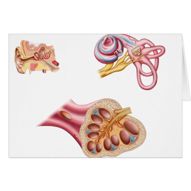 Anatomie De La Coupe Cochléaire Dans L'Oreille Hum (Devant horizontal)