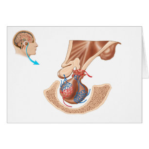 Anatomie De La Glande Pituitaire