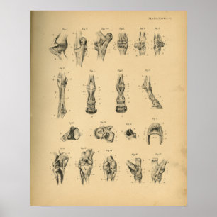 Anatomie de la jambe de cheval 1908 Impression Vin