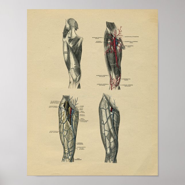 Anatomie de la jambe humaine 1902 Impression Vinta (Devant)