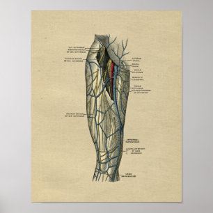 Anatomie de la jambe humaine 1902 Impression Vinta