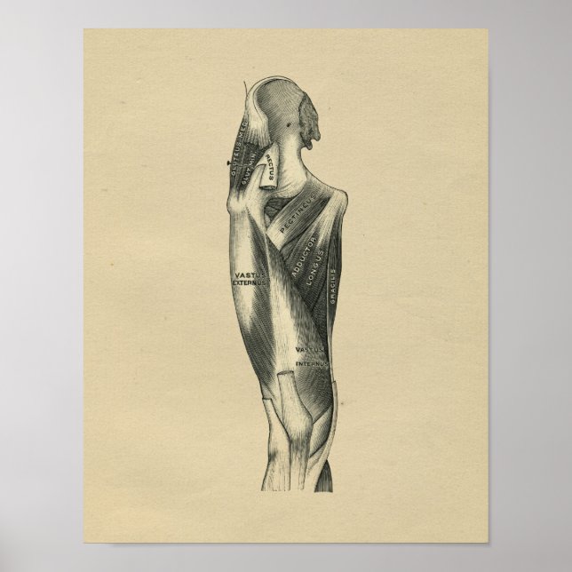 Anatomie de la jambe humaine 1902 Impression Vinta (Devant)