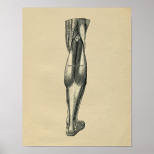 Anatomie de la jambe humaine 1902 Impression Vinta