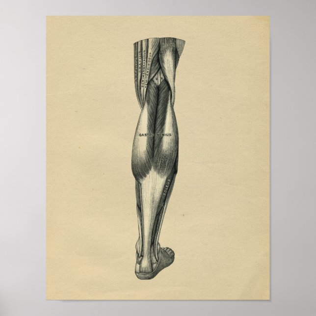 Anatomie de la jambe humaine 1902 Impression Vinta (Devant)