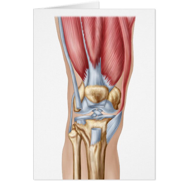 Anatomie De La Joint Du Genou Humain (Devant)