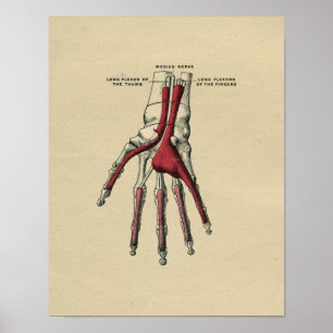 Anatomie de la main humaine 1902 Impression Vintag
