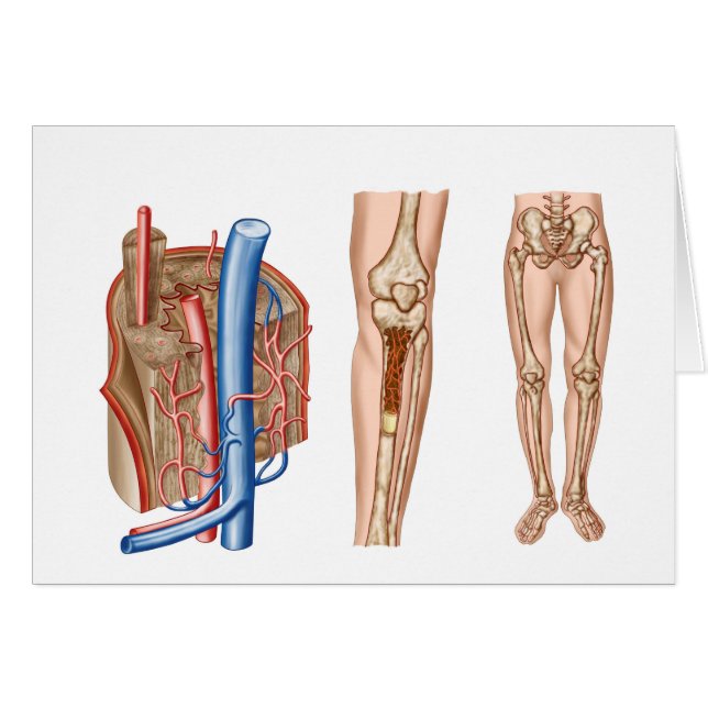 Anatomie De La Moelle Osseuse Humaine (Devant horizontal)