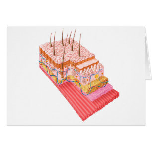 Anatomie De La Peau Humaine
