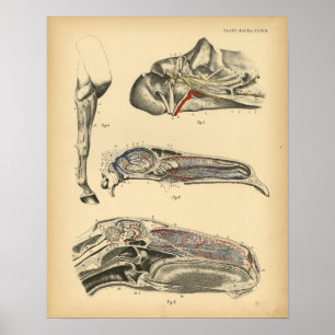 Anatomie de la tête de cheval 1908 Impression Vint