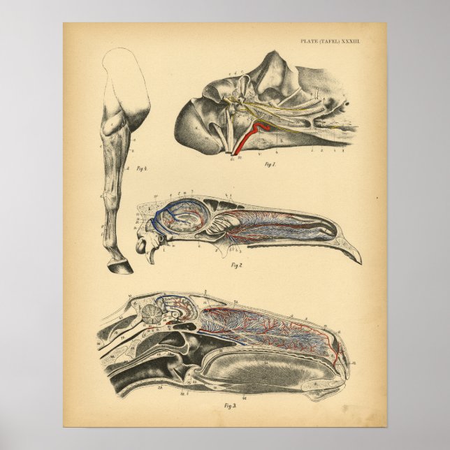 Anatomie de la tête de cheval 1908 Impression Vint (Devant)