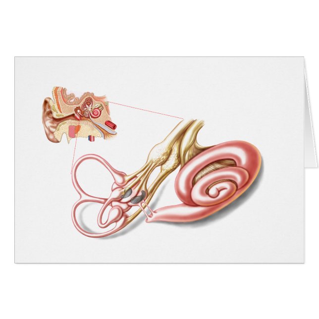 Anatomie De L'Oreille Humaine, Labyrinthe Membrane (Devant horizontal)