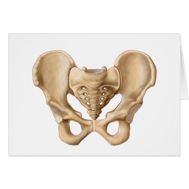 Anatomie De L'Os Pelvique Humain 1 (Devant horizontal)