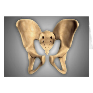Anatomie De L'Os Pelvique Humain 2