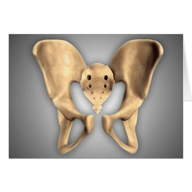 Anatomie De L'Os Pelvique Humain 2 (Devant horizontal)