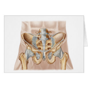 Anatomie De L'Os Pelvique Humain Et Ligaments