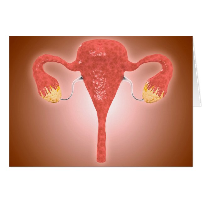 Anatomie De L'Utérus Féminin Avec Ovaires (Devant horizontal)