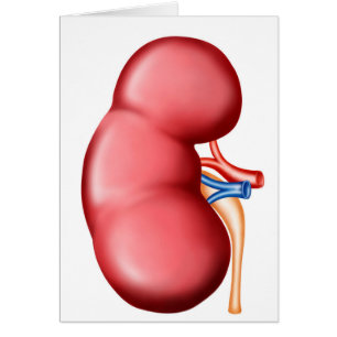Anatomie de rein humain