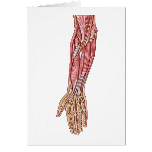 Anatomie Des Muscles D'Avant-Arme Humains 1 (Devant)