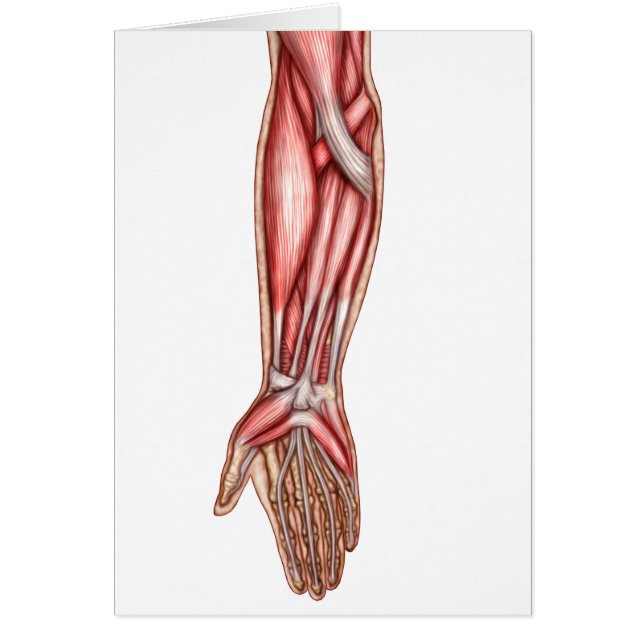 Anatomie Des Muscles D'Avant-Arme Humains 2 (Devant)