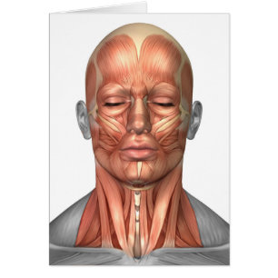 Anatomie des muscles de visage humain et de cou,