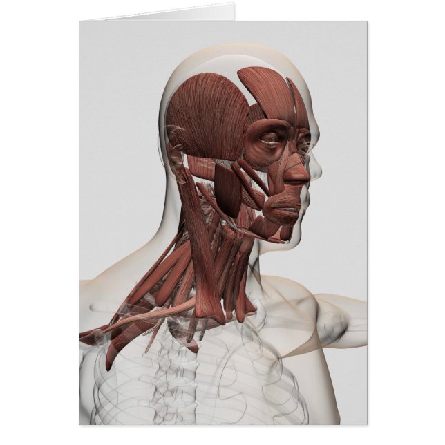 Anatomie Des Muscles Du Visage Et Du Cou, Avant (Devant)