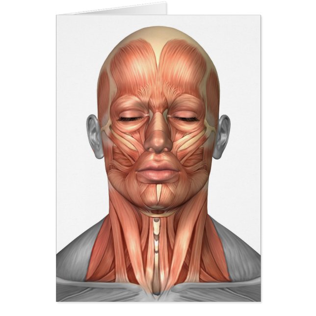 Anatomie Des Muscles Du Visage Et Du Cou Humains,  (Devant)