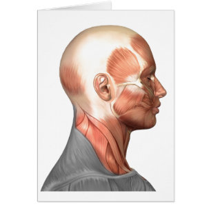 Anatomie Des Muscles Du Visage Humain, Vue De Côté