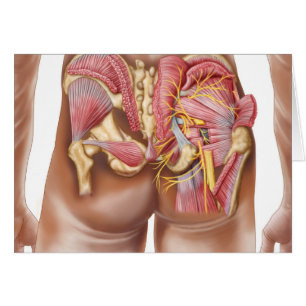 Anatomie Des Muscles Gluteaux Dans Les Boutons