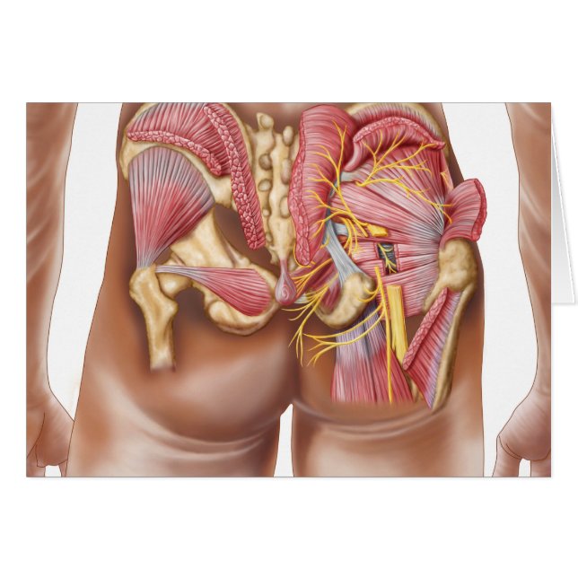 Anatomie Des Muscles Gluteaux Dans Les Boutons (Devant horizontal)
