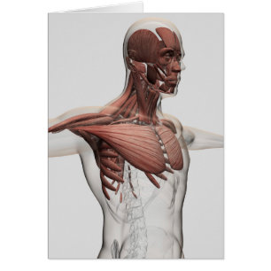 Anatomie Des Muscles Masculins Dans Le Corps Supér