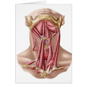Anatomie Des Muscles Os Et Cou Hyoïdes Humains