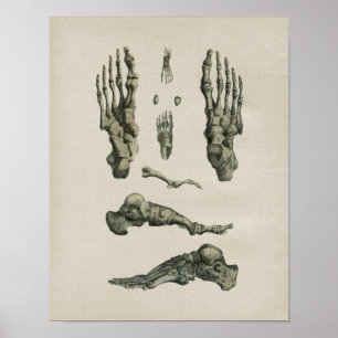 Anatomie des os de pieds humains Impression Vintag