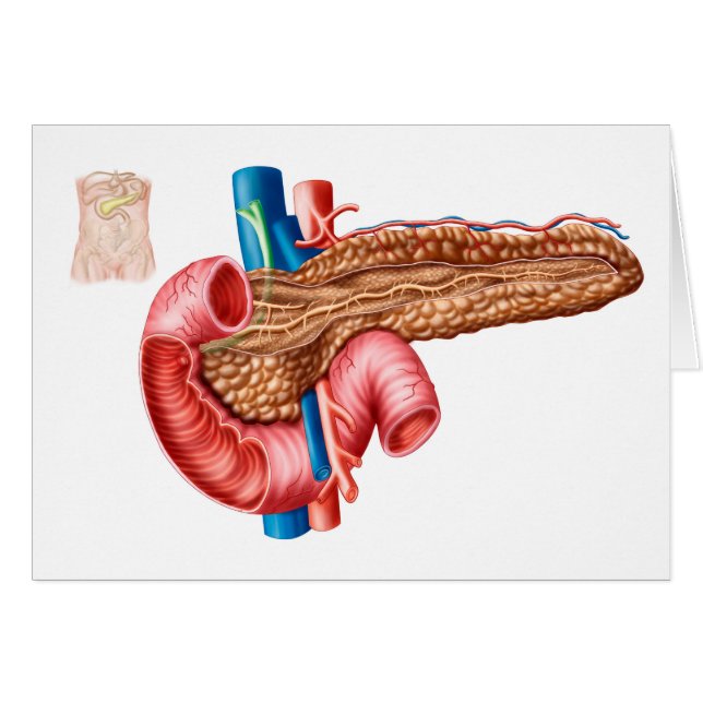 Anatomie Des Pancréas (Devant horizontal)