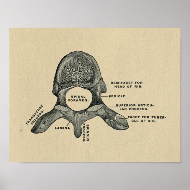 Anatomie des vertèbres humaines 1902 Impression Vi (Devant)