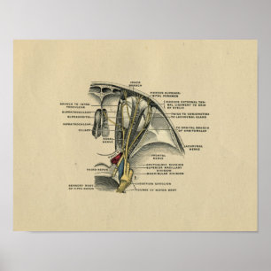 Anatomie des yeux humains 1902 Impression Vintage