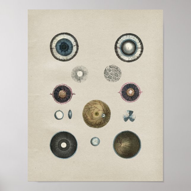 Anatomie des yeux humains Impression Vintage (Devant)