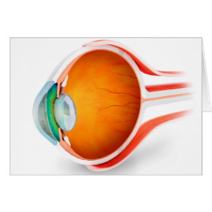 Anatomie d'oeil humain, perspective