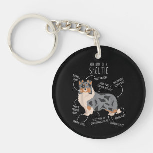 Anatomie du Berger des Shetland Blue Merle Sheltie