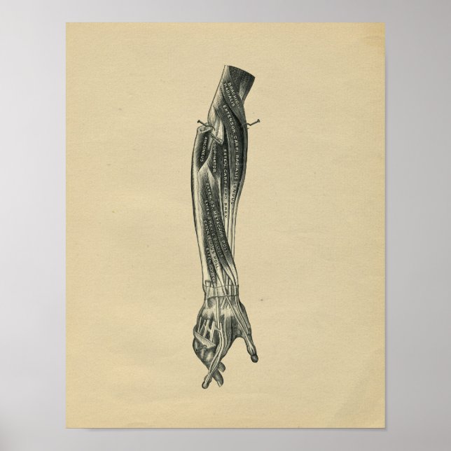Anatomie du bras humain 1902 Impression Vintage (Devant)