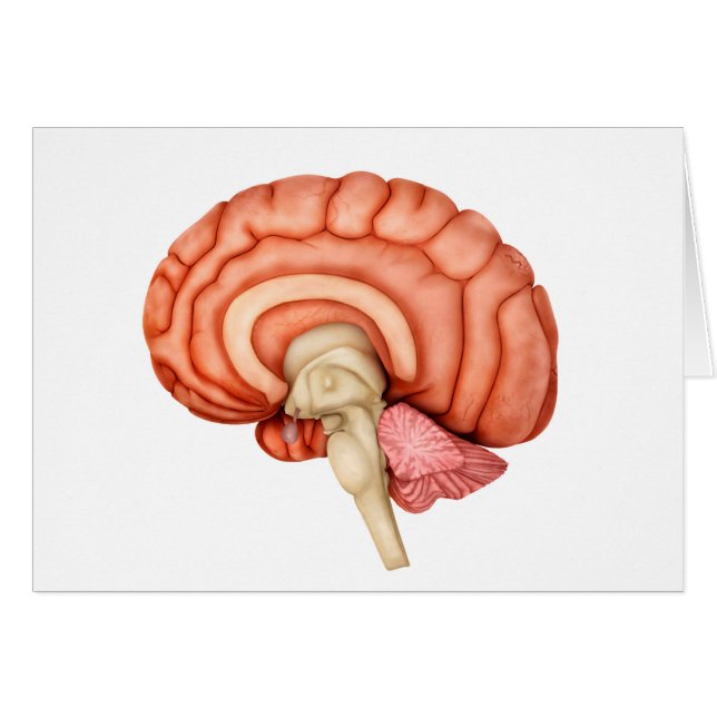 Anatomie Du Cerveau Humain, Vue Secondaire 1 (Devant horizontal)