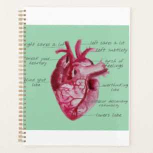Anatomie du coeur