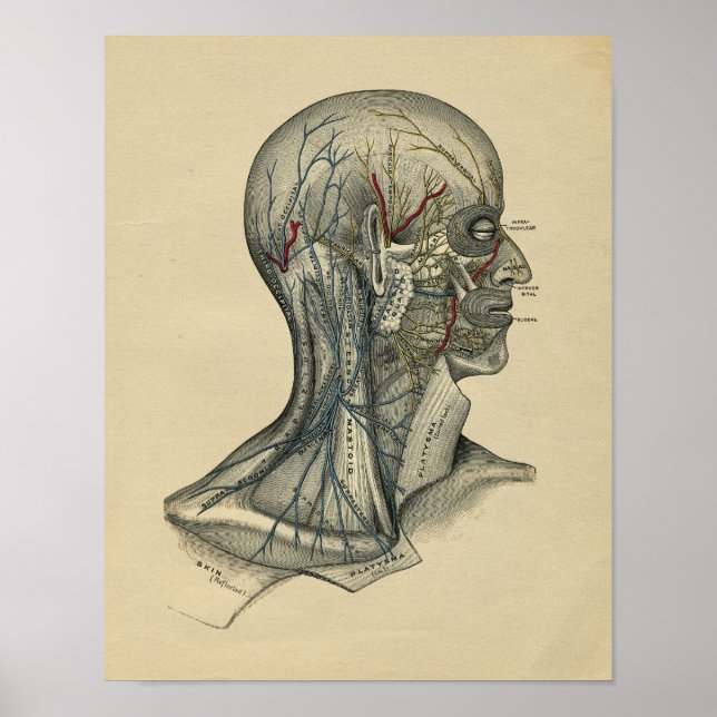 Anatomie du cou de la tête humaine 1902 Impression (Devant)