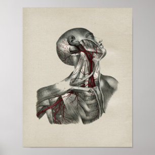 Anatomie du cou humain Vintage impression